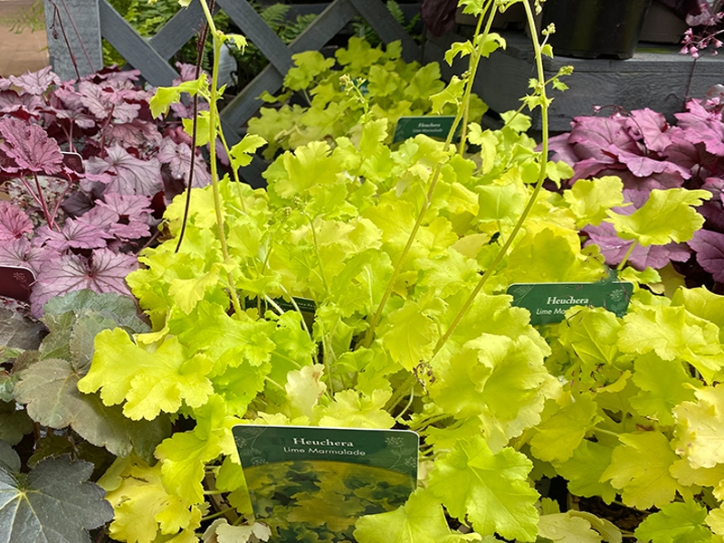 Heuchera Lime Marmalade in 2L pot Merryhatton Garden Centre