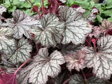 Heuchera Little Cuties Frost in 1L pot