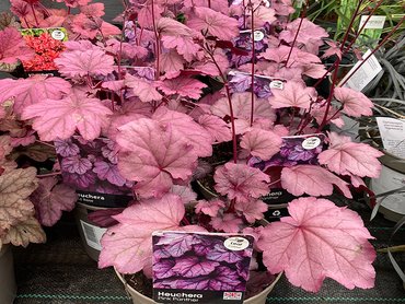 Heuchera Pink Panther 2L