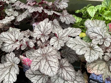Heuchera Timeless Treasure in 1L pot