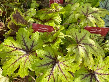 Heucherella Alabama Sunrise