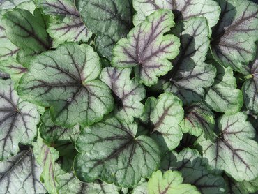 Heucherella Pink Fizz
