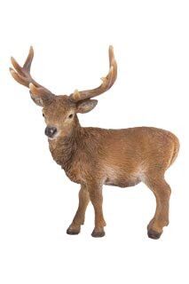 Highland Stag