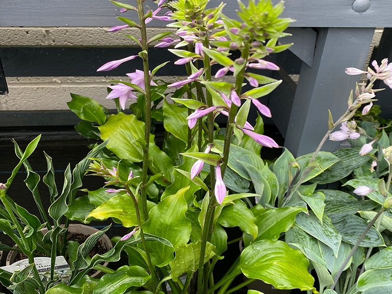 Hosta Get Nekkid - Merryhatton Garden Centre