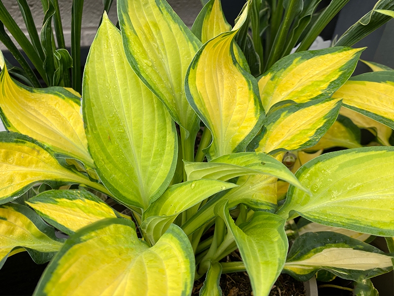 Hosta Orange Marmalade - Merryhatton Garden Centre