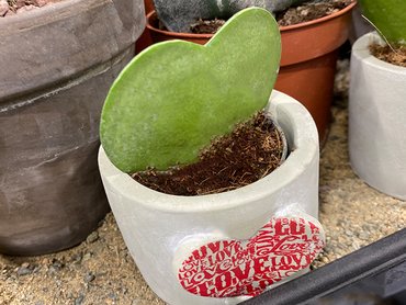 Hoya kerrii in ceramic pot (6cm)
