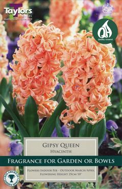 Hyacinth Gipsy Queen