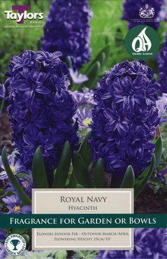 Hyacinth Royal Navy