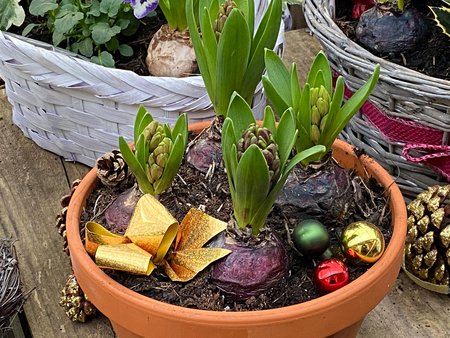 Hyacinths in terracotta bowl
