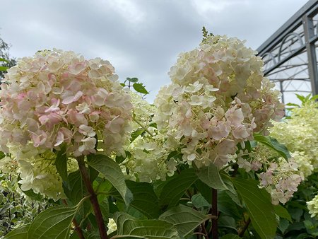 Hydrangea Paniculata Touch Of Pink in 5L pot