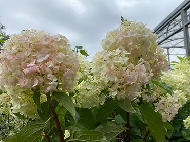 Hydrangea Paniculata Touch Of Pink in 5L pot