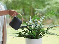 Indoor plant care