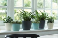 Indoor Pots