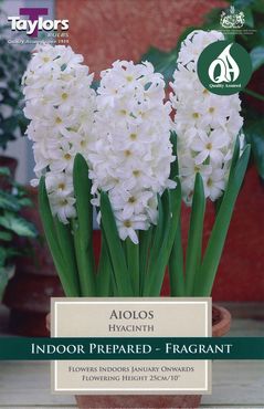 Indoor Prepared Hyacinth Aiolos