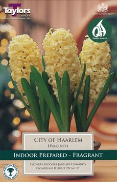 Indoor Prepared Hyacinth City Of Haarlem