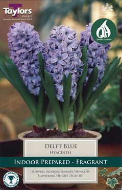 Indoor Prepared Hyacinth Delft Blue