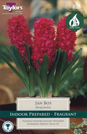 Indoor Prepared Hyacinth Jan Bos