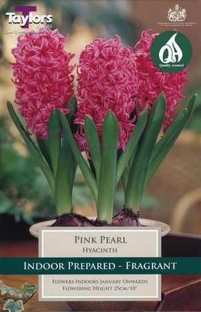 Indoor Prepared Hyacinth Pink Pearl