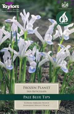 Iris Reticulata Frozen Planet