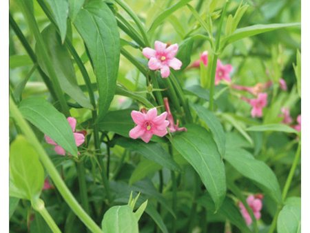 Jasminum Beesianum