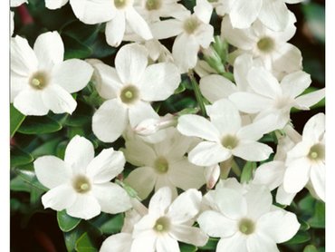 Jasminum Officinale