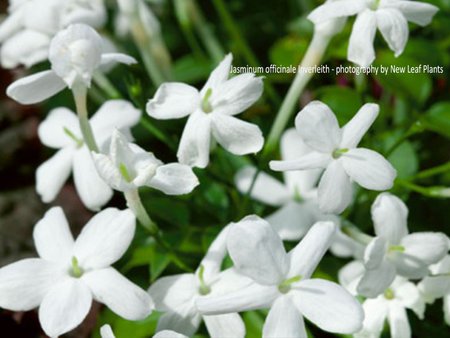 Jasminum officinale Inverleith