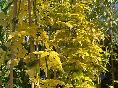 Jasminum Officinale Sunbeam in 3L pot