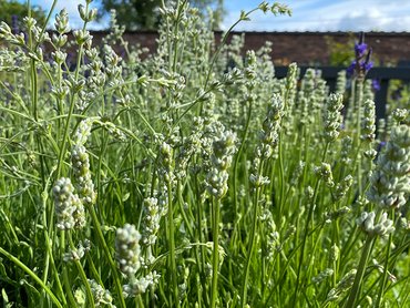 Lavandula angustifolia Arctic Snow