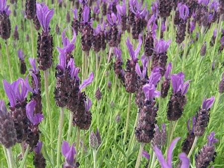 Lavender Anouk Deluxe Purple