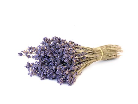 Lavender English herb