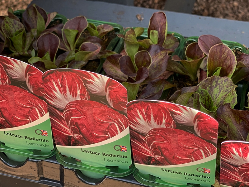 Lettuce Radicchio Merryhatton Garden Centre