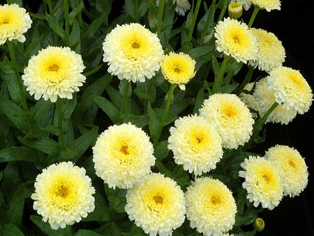 Leucanthemum Luna