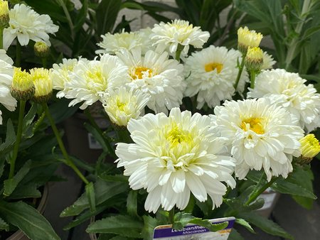 Leucanthemum Macaroon
