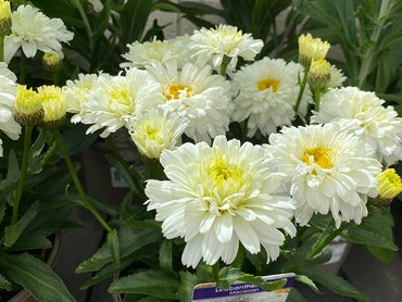 Leucanthemum Macaroon