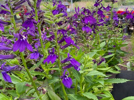 Lobelia Speciosa Starship Blue in 2L pot