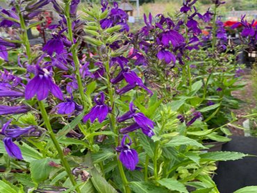 Lobelia Speciosa Starship Blue in 2L pot