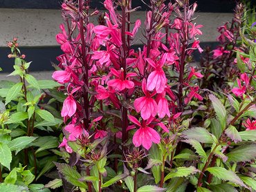 Lobelia Speciosa Starship Deep Rose in 2L pot