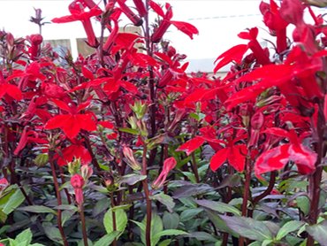 Lobelia Starship Scarlet in 2L pot