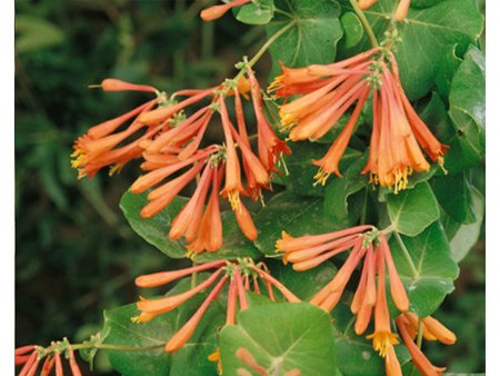 Lonicera Brownii Dropmore Scarlet