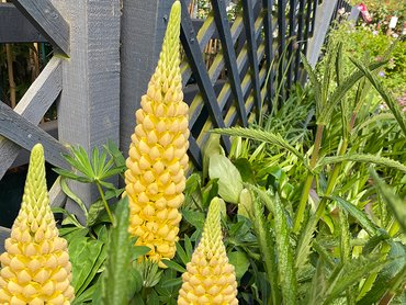 Lupin Desert Sun