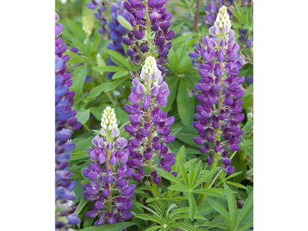 Lupin Gallery Blue 1L
