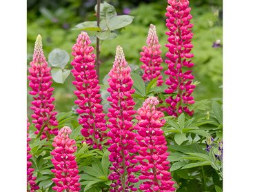 Lupin Gallery Pink 1L