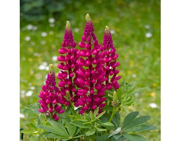 Lupin Gallery Red 1L