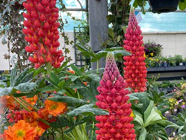 Lupin West Country Beefeater in 5L pot