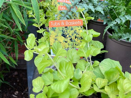 Lysimachia Nummularia Aurea in V11 pot