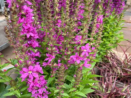 Lythrum Salicaria Robin  in 2L pot