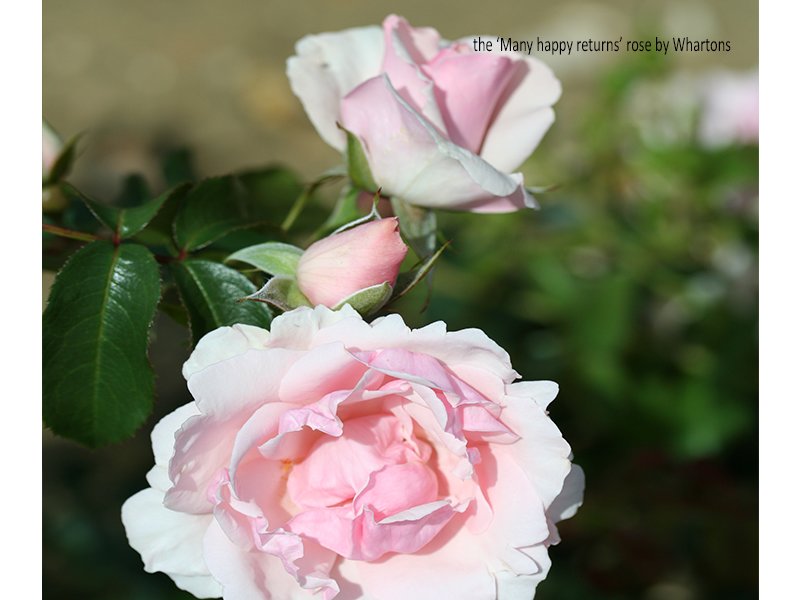 MANY HAPPY RETURNS blush pink - Merryhatton Garden Centre