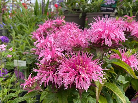 Monarda Balmy Pink