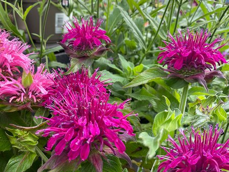 Monarda Balmy Purple