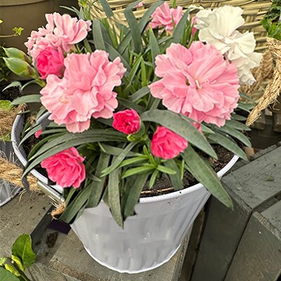 Mother's Day Planter 10